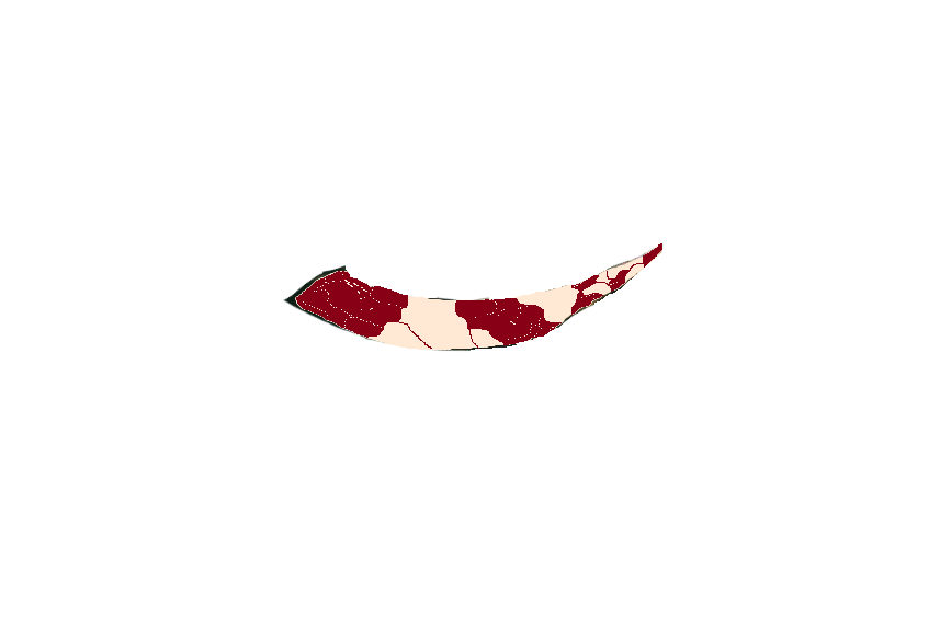 Ele Tusk