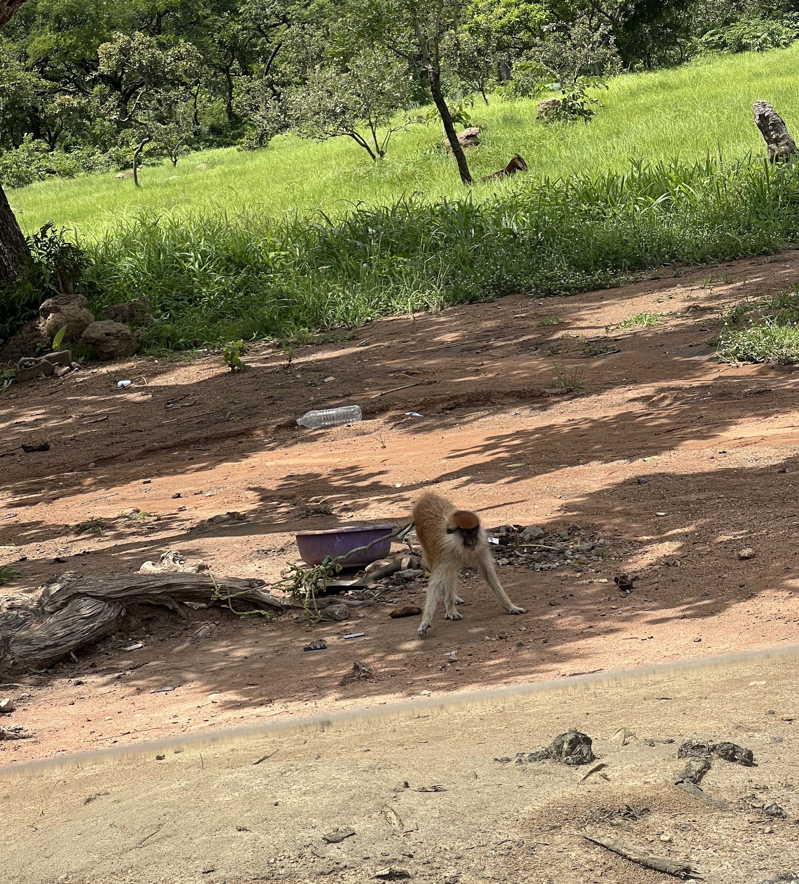 Wildlife Conservation